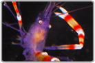 Blue Coral Banded Shrimp